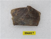 藏品(動物肋骨化石)的圖片